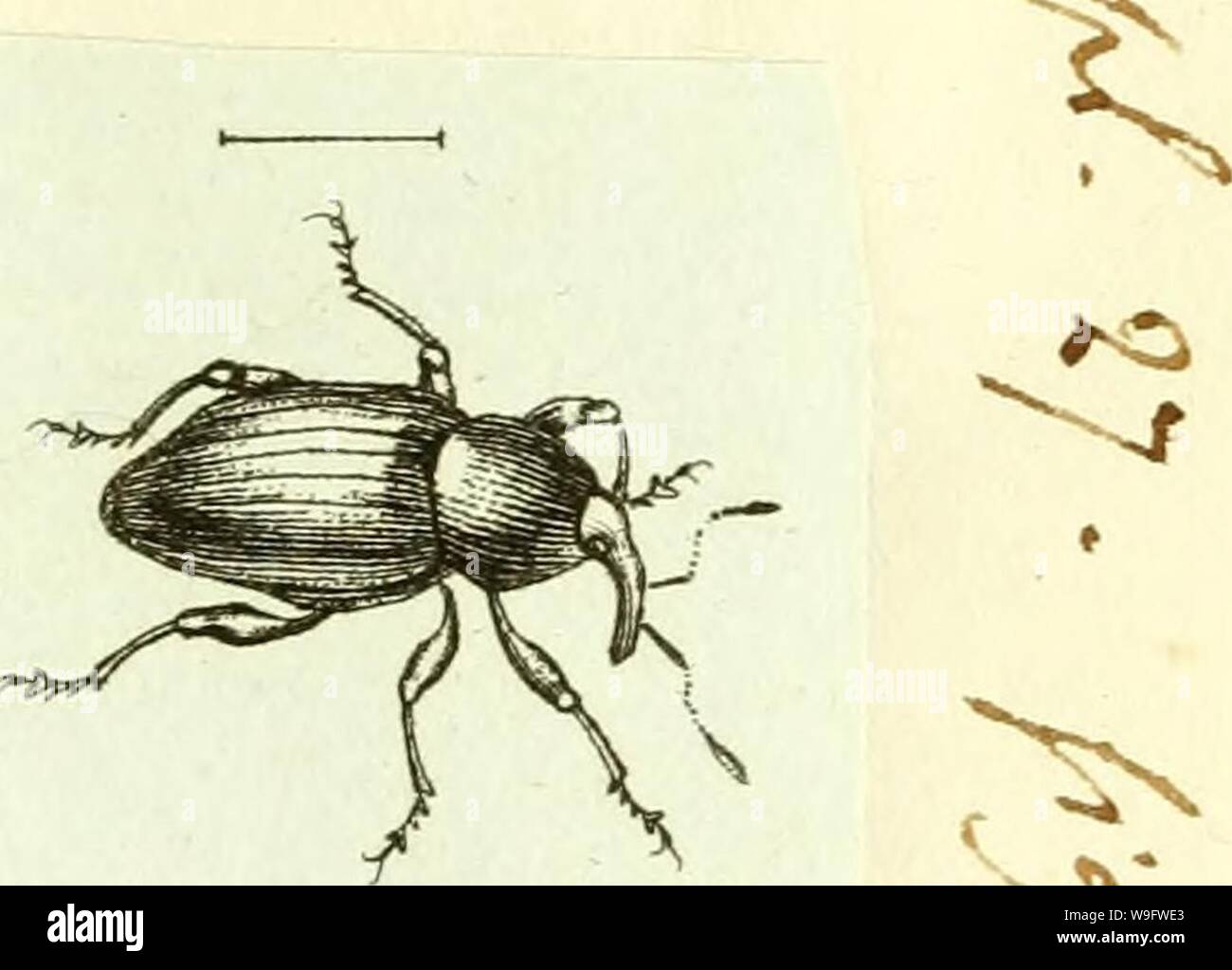 Immagine di archivio da pagina 74 del [Curculionidae] (1800) Foto Stock