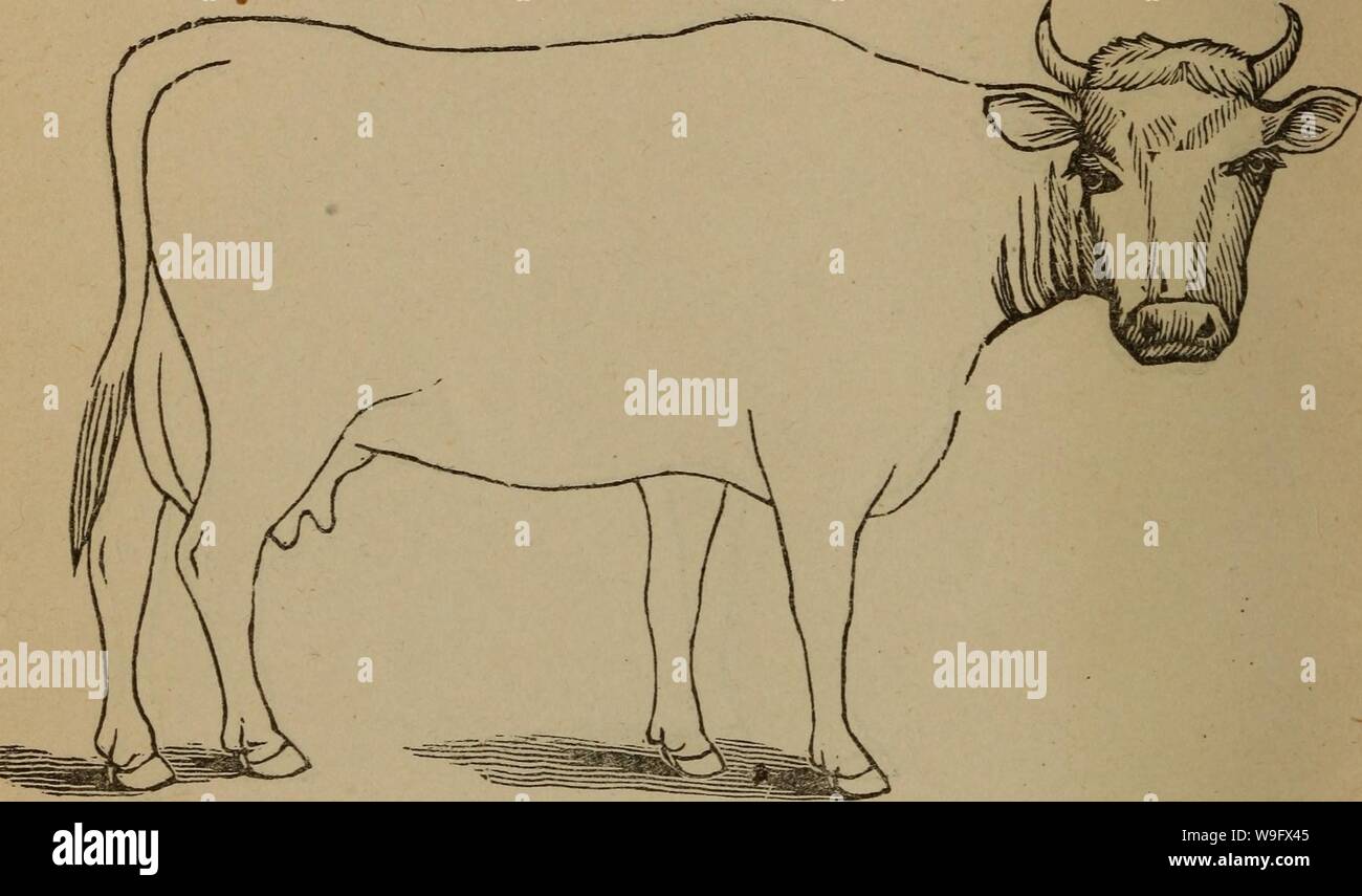 Immagine di archivio da pagina 77 del Cunningham il dispositivo per stockmen e Foto Stock