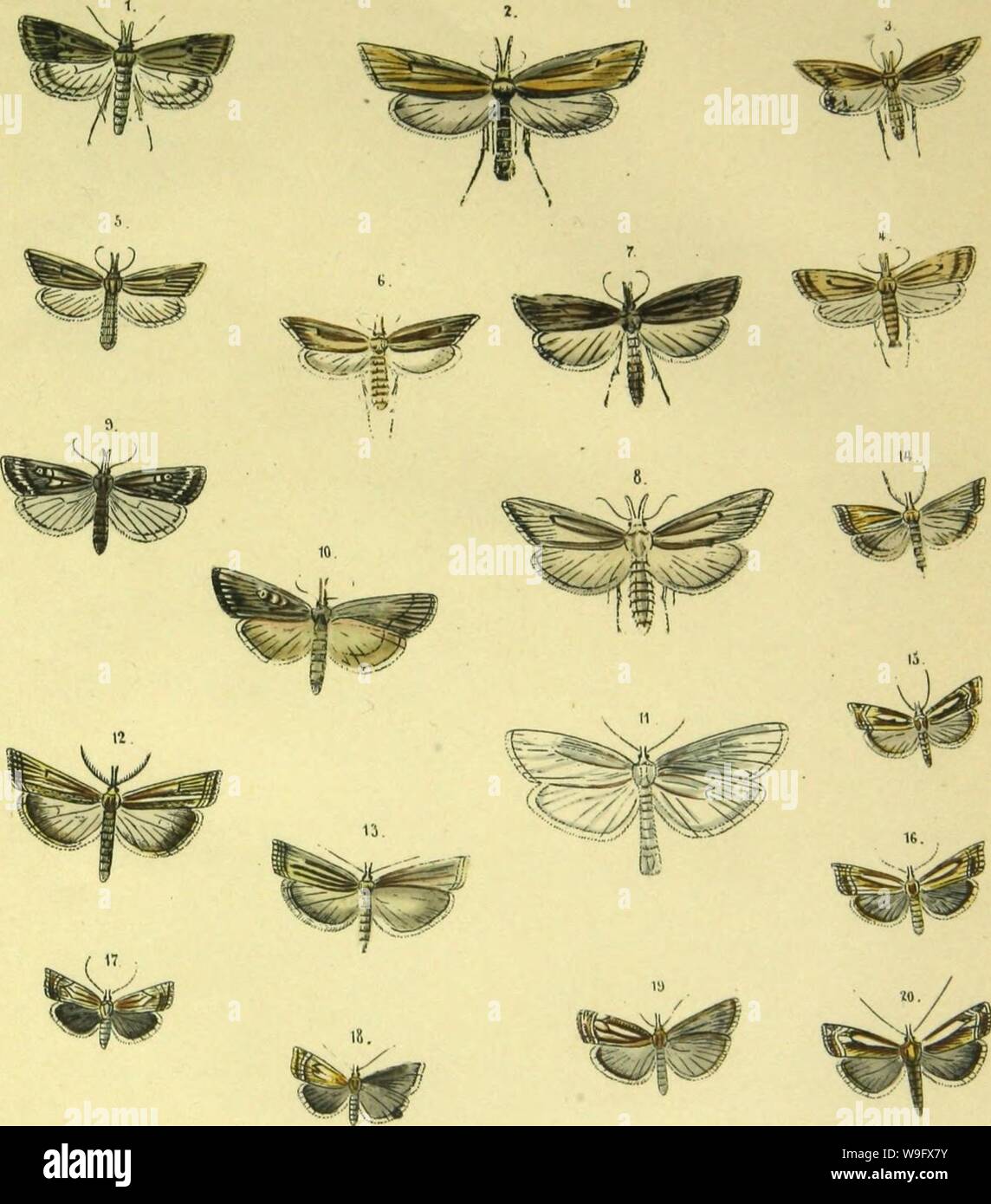 Immagine di archivio da pagina 78 del Abbildung und Beschreibung europäischer Schmetterlinge. Abbildung und Beschreibung europäischer Schmetterlinge in systematischer Reihenfolge CUbiodiversity1127183 Anno: 1858 ( l.G.CBlL0.1.n.SClRPOPEGAI.ID.(;KAMBl,S 1. l'af: J. 21 Vhm 'p '7' Foto Stock