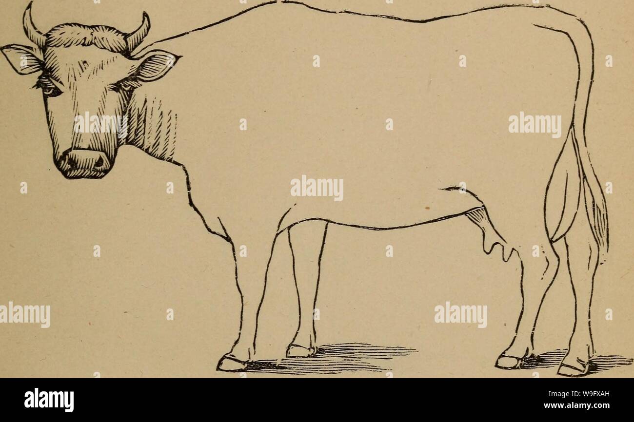 Immagine di archivio da pagina 78 del Cunningham il dispositivo per stockmen e. Cunningham il dispositivo per stockmen e gli agricoltori cunninghamsdevi00cunn Anno: 1882 ( età ♦. Descrizione dei difetti Marche Foto Stock