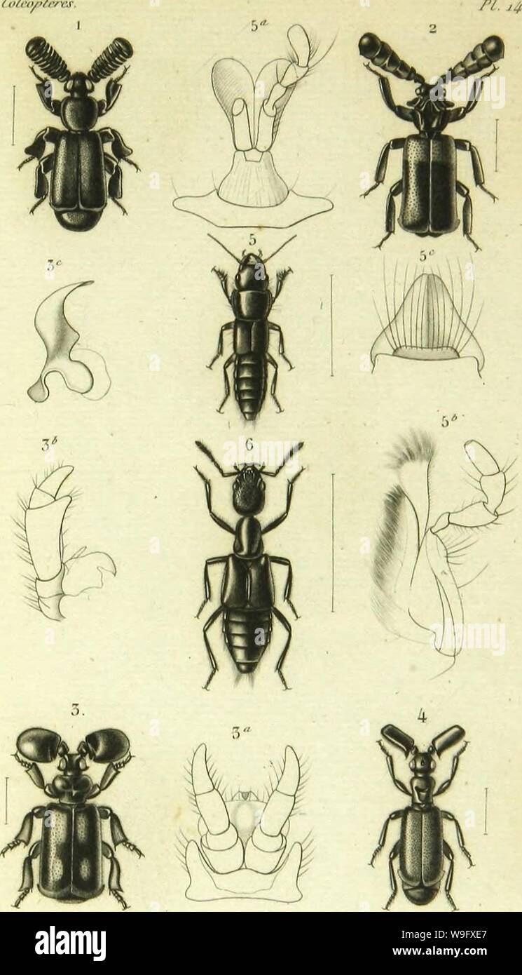 Archivio immagine dalla pagina 78 della Histoire Naturelle des insectes . Histoire Naturelle des insectes : generi des coleopteres, ou esporre methodique et critique de tous les genres propone jusqu'ici dans cet ordre d'insetti CUbiodiversity1128056-9876 Anno: 1854 ( ihfnyfi- 2 l'cntapliilailliius im.issoiJo", //kr/a.. 5 riAlVr-ll0]&GT;,lhlS ,l,.,.,.0,.ni". /;I,a". 4 l'aiissiis ",-10"li". IR,Uz,: .") l'lalv|&GT;10S0|bcliiinii niS..,l',.n" l&GT; Am-oili (ulgi-ns, IFI. Foto Stock