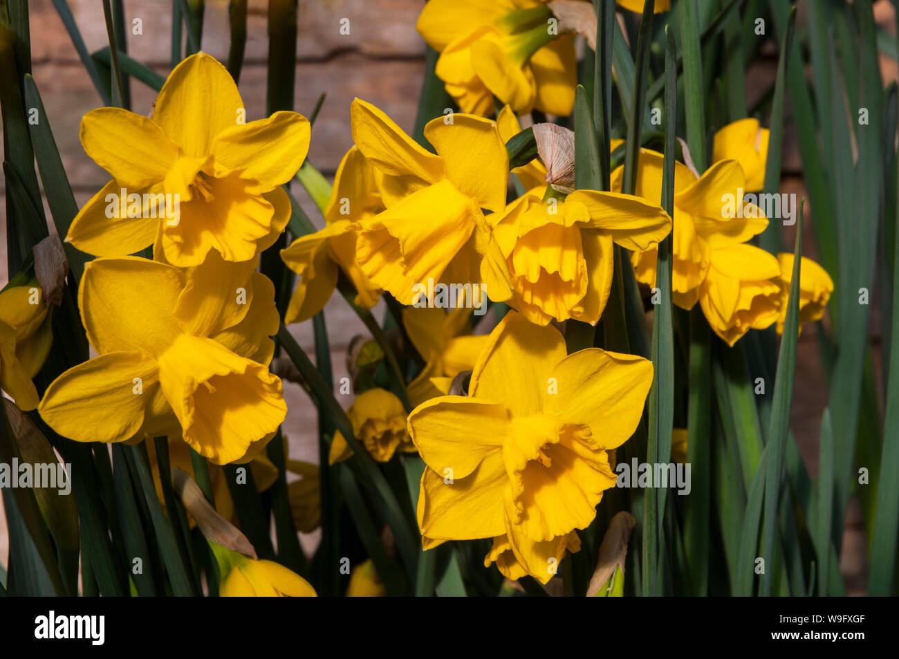 Gruppo di Narcissus Quail in confine con un muro in primavera Narcissus Quail è una divisione 7 Jonquilla daffodil Foto Stock