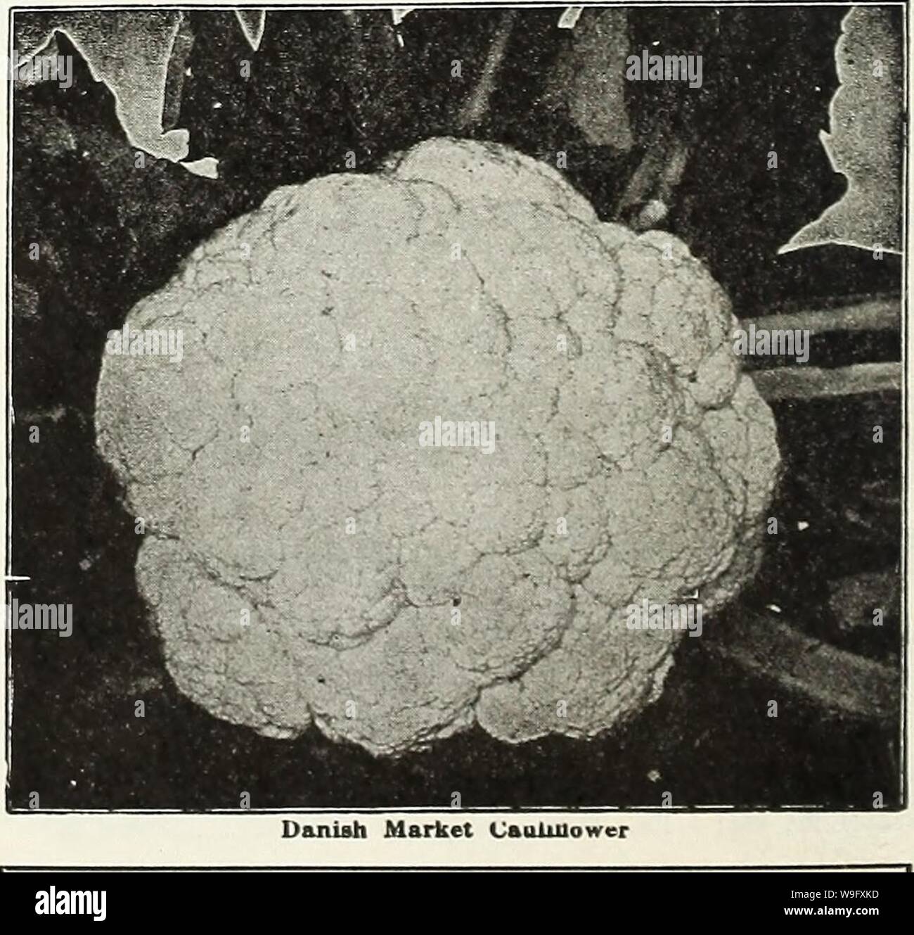 Archivio immagine dalla pagina 79 della Currie del giardino della molla annuale. Currie del giardino : annuale Primavera 1936 61st anno curriesgardenann19curr 2 Anno: 1936 ( Extra precoce cavolfiore Snowball CURRIE DEL MERCATO DANESE DI CAVOLFIORE 'DRY METEO'-Extra viene selezionato in circa tre settimane più tardi rispetto alla nostra selezionata Inizio Snowball. I capi più grandi e più rigorosa. Il nostro magazzino di questo grand il cavolfiore non può essere sur- passato. Per gli imballatori e pickle i coltivatori che non ha pari, cedevole, come fa, immensa, teste di solido, molti dei quali pesano più di dieci libbre ciascuno dei fiori di solido. Ogni pianta produce una testa, molti di loro così grande che Foto Stock