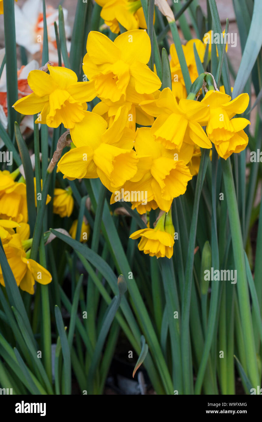 Gruppo di narcisi quaglie di bordo contro una parete nella primavera del Narciso quaglia è una divisione 7 Jonquilla daffodil Foto Stock