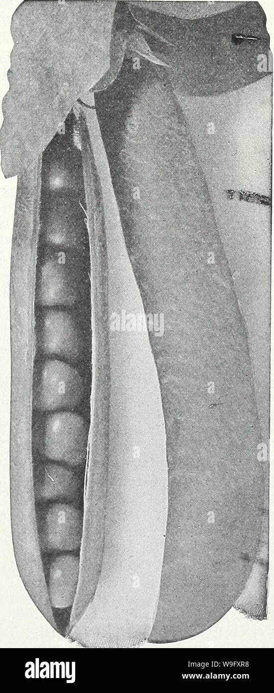Archivio immagine dalla pagina 80 della Currie del giardino della molla annuale. Currie del giardino : annuale Primavera 1934 59th anno curriesgardenann19curr 0 Anno: 1934 ( ? Il WARD-molto distinto e valu- in grado nuovo a metà stagione varietà, in arrivo appena prima del telefono. Un raccolto pesante- - • ping pisello, 3 metri in altezza, con vigorosa, forte, medio-verde fogliame. I pod sono lungo 4 pollici, grandi, larghe e diritte e JB con estremità tronche, profondo di colore verde contengono- ing da 6 a 8 di colore verde intenso di piselli dolci. De- cidedly migliori pea di recente introduzione. Pkt., 10c; '/2 lb., 25c; 1 lb., 45c; 2 libbre, 80c, prepagata; 5 libbre, $1.50; 10 libbre Foto Stock