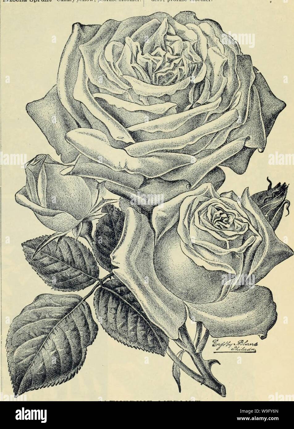Archivio immagine dalla pagina 82 della Currie Bros' orticoltura guide . Currie Bros.' orticoltura : guida di molla 1888 curriebroshortic1888curr Anno: 1888 ( Duchessa di Edimburgo-brillante crimson, ombreggiata con il marrone rossiccio. Etoile de Lyon - snlphur brillante giallo, molto grande e pieno di forma di linea. Qlorie de Dijon-ricco giallo cremoso, ombreggiata con anil)er; molto donhle. Homer-luce llesh. La modifica di rosa argenteo. Hermosa-Beautifnl rosa chiaro; costante bloomer. Isabella Sprunt canarino giallo; profusa bloomer. Marie Guillot-bianco, adornate di limone; molto il dente. Niphetos-grande, a punta bianca gemme; molto Foto Stock