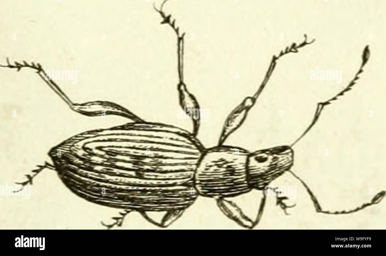 Immagine di archivio da pagina 84 del [Curculionidae] (1800) Foto Stock