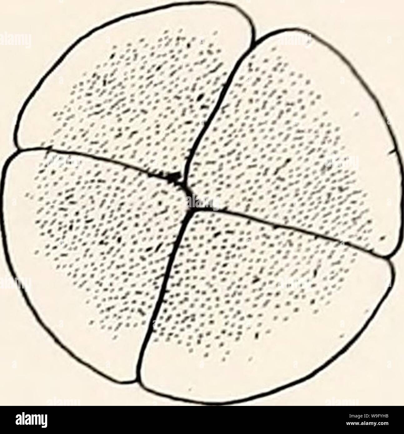 Archivio immagine dalla pagina 84 della corrente herpetology (2000) Foto Stock