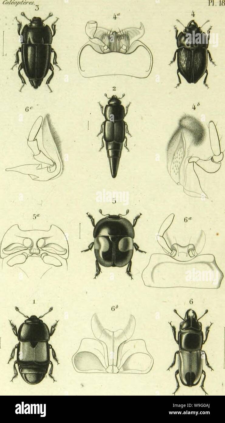 Archivio immagine dalla pagina 86 della Histoire Naturelle des insectes . Histoire Naturelle des insectes : generi des coleopteres, ou esporre methodique et critique de tous les genres propone jusqu'ici dans cet ordre d'insetti CUbiodiversity1128056-9876 Anno: 1854 ( {hWff/itè '). 18. Ho roJilStU.S i.c-miloi|>i.-. .( ¢,, 2 CoilOlcluS cimlpuÂ". f. Ti Axvi"fiiuiiiiiM n. /≫â ¢. 4 PsiJotnS .â .iili.w.icuÂ". tr. r> CanjptodcS onnstn. ,KÂ"/ir 6 FarOmia DuiruKl.'S. /InrAÂ". Foto Stock Archivio immagine dalla pagina 86 della Histoire Naturelle des insectes . Histoire Naturelle des insectes : generi des coleopteres, ou esporre methodique et critique de tous les genres propone jusqu'ici dans cet ordre d'insetti CUbiodiversity1128056-9876 Anno: 1854 ( {hWff/itè '). 18. Ho roJilStU.S i.c-miloi|>i.-. .( ¢,, 2 CoilOlcluS cimlpuÂ". f. Ti Axvi"fiiuiiiiiM n. /≫â ¢. 4 PsiJotnS .â .iili.w.icuÂ". tr. r> CanjptodcS onnstn. ,KÂ"/ir 6 FarOmia DuiruKl.'S. /InrAÂ". Foto Stock