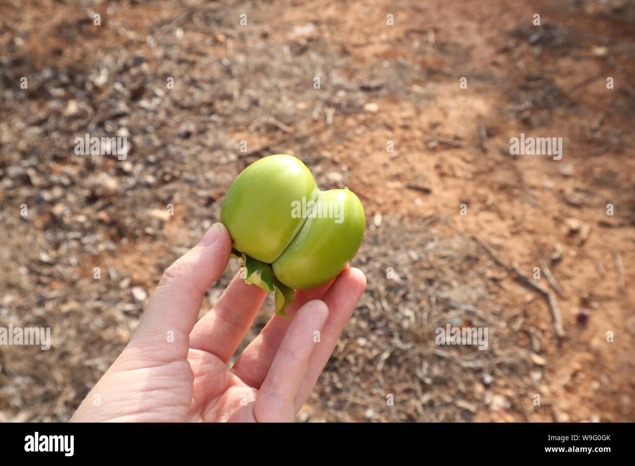 Close-up di una ancora immatura persimmon frutto che non è in un formato corretto, deformato, brutto e non va bene per il commercio Foto Stock
