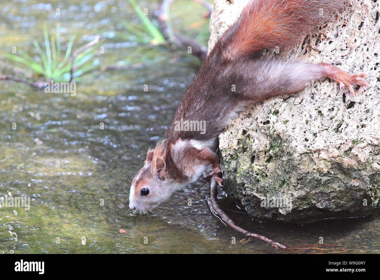 Una spagnola scoiattolo rosso raggiunge fuori da una roccia a bere dal flusso. Fotografia scattata nel parco "Reina Sofia" in Guardemar, Spagna. Foto Stock