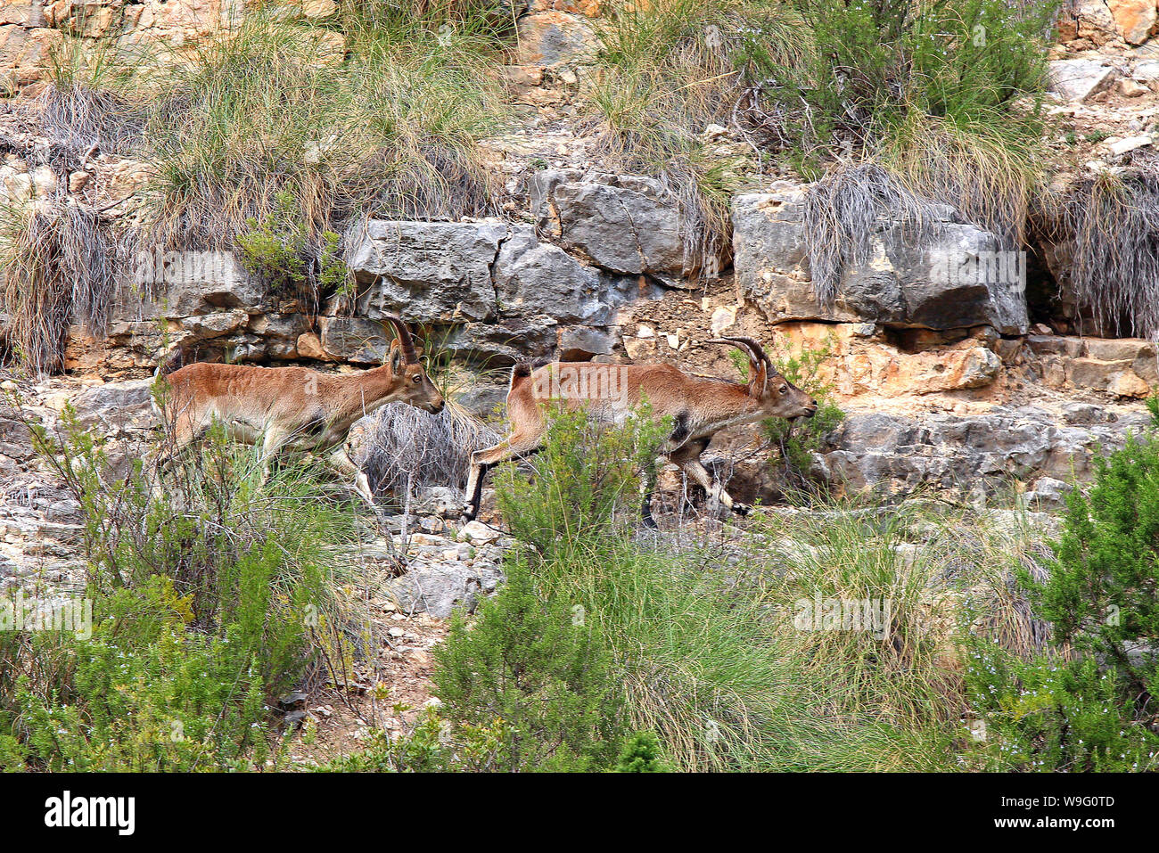 Questi Ibex vivono lungo la gola tra a Cofrentes e Cortes de Pallas a Valencia in Spagna. Lo spagnolo Ibex (C. pyrenaica) sono robusti e sicuri-footed. Foto Stock