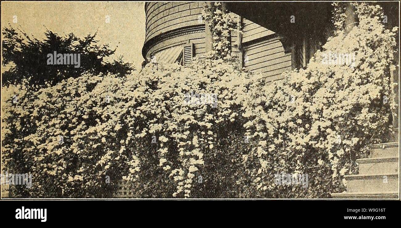 Archivio immagine dalla pagina 90 della Currie's farm e giardino annuale. Currie's farm e giardino : annuale primavera 1920 45 anno curriesfarmgarde19curr_3 Anno: 1920 ( Boston Ivy. Vitigno di cannella, o filato cinese- Dioscorea Batatas. Un scalatore rapida e molto desiderabile vigna; proteggere in inverno. Ogni 15c; per dozzina .$1.50 matrimonio cinese della vigna. Lyelum Chinense-un bel hardy pianta rampicante di vigorosa abitudine e rapida crescita, che riesce bene in al- la maggior parte qualsiasi situazione, sia in ombra o luce del sole. Sboccia molto profusamente, cuscinetto luminose fiori viola, succeduto da scarlet bacche che rimangono sul v Foto Stock