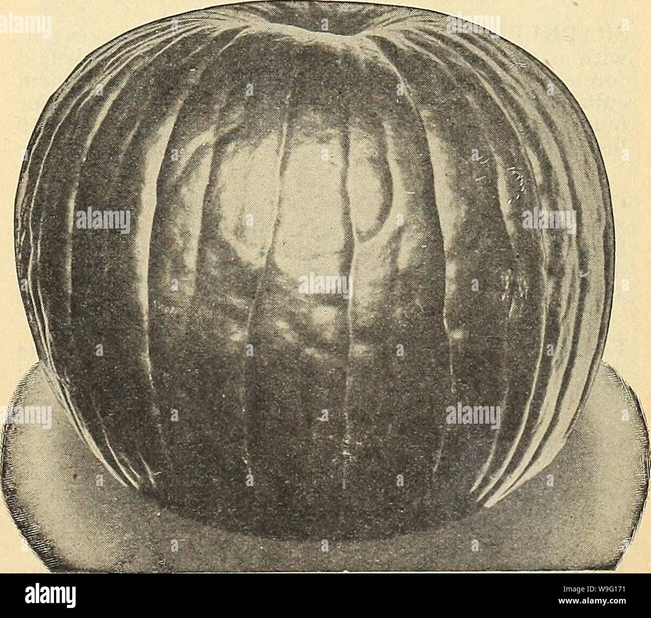 Archivio immagine dalla pagina 90 della Currie del giardino della 63annuale rd. Currie del giardino : annuale 63rd anno primavera 1938 curriesgardenann19curr 4 Anno: 1938 ( Pepe, California Wonder Cultura pepe-Seminare nel focolaio in aprile e trans- Impianto per il terreno aperto quando il clima è favorevole. Impianto in caldo e morbido terreno, nelle righe 30 pollici apart. 1 once di 1.500 piante; V2 lb. per l'acre. WINDSOR A (1936 All-America selezioni premio di merito)- sviluppata dal Connecticut Agricolo Experiment Stazione, questo nuovissimo sweet pepper ha in qualche modo la forma e le dimensioni del re Ruby, oltre le spesse mura della California ha vinto Foto Stock
