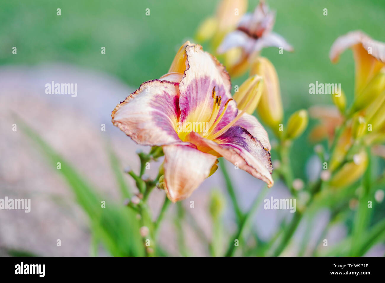 Un viola, rosa e giallo Hemerocallis lily, Liliam, con boccioli di fiori. Stati Uniti d'America. Foto Stock