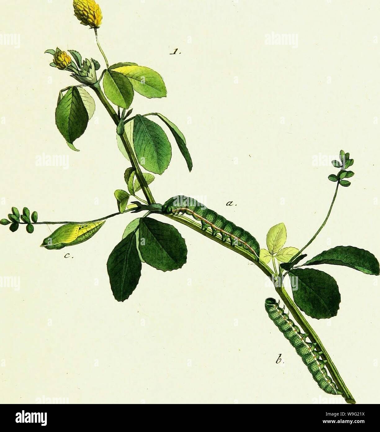 Immagine di archivio da pagina 94 del Geschichte europäischer Schmetterlinge (1806). Geschichte europäischer Schmetterlinge CUbiodiversity1742385-9607 Anno: 1806 ( -J-szrna-e . i-ytz- SRT. Foto Stock