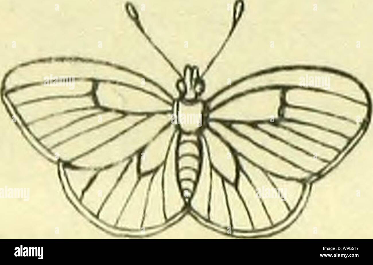 Immagine di archivio da pagina 125 di Manuel entomologique pour la classificazione. Manuel entomologique pour la classificazione des Lépidoptères de France, d'apreés les méthodes et nomenclatures de MM. Latreille, Godart, Hubner et les entomologistes le plus suivis CUbiodiversity1126821 Anno: 1822 ( ltaïï&GT;aa)IPWa!Eaa Dîmes. Genere 2'' oeclnm ( J &gt;'t£un't?7?J??2&lt;Z& y fr/y/. Foto Stock