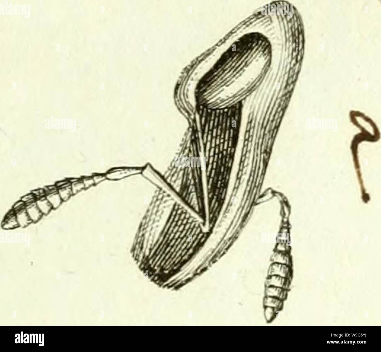 Immagine di archivio da pagina 126 di [Curculionidae] (1800) Foto Stock