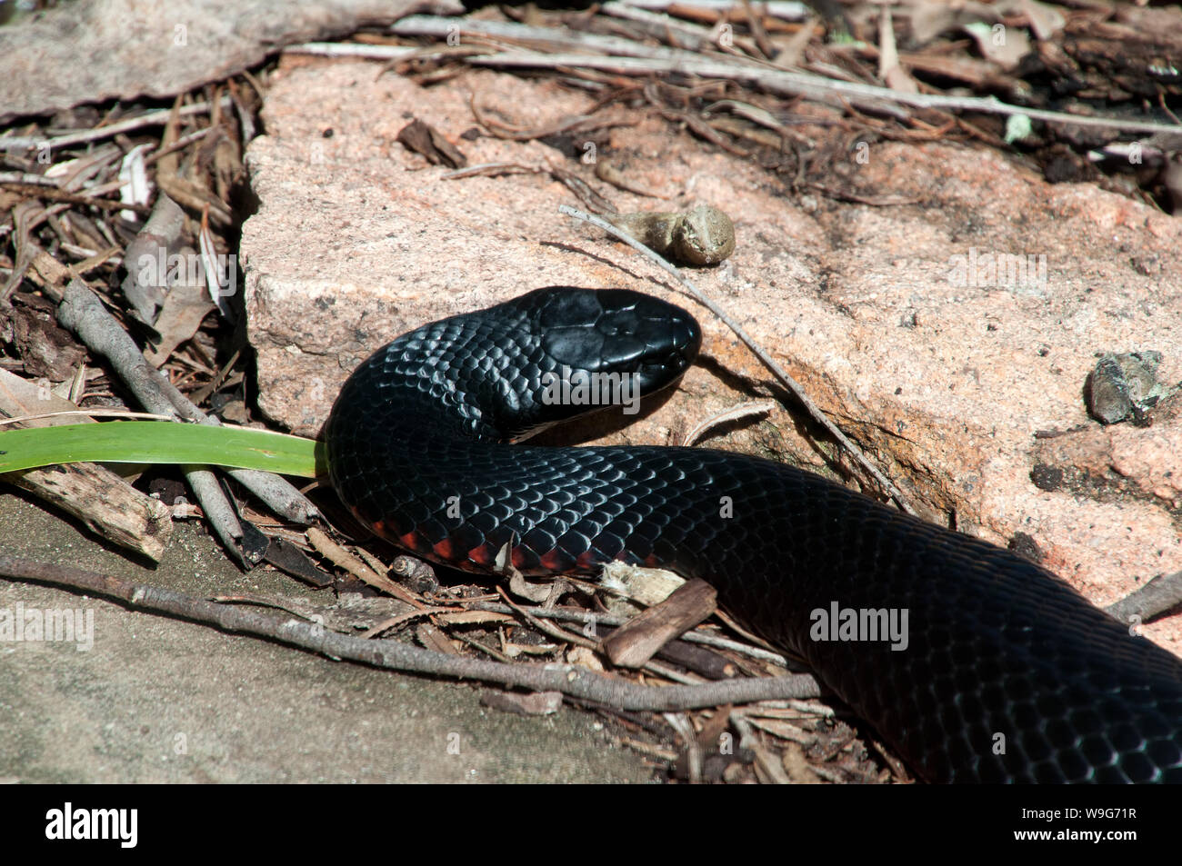 Sydney Australia, australiano della Red panciuto serpente nero rovistando nel giardino Foto Stock