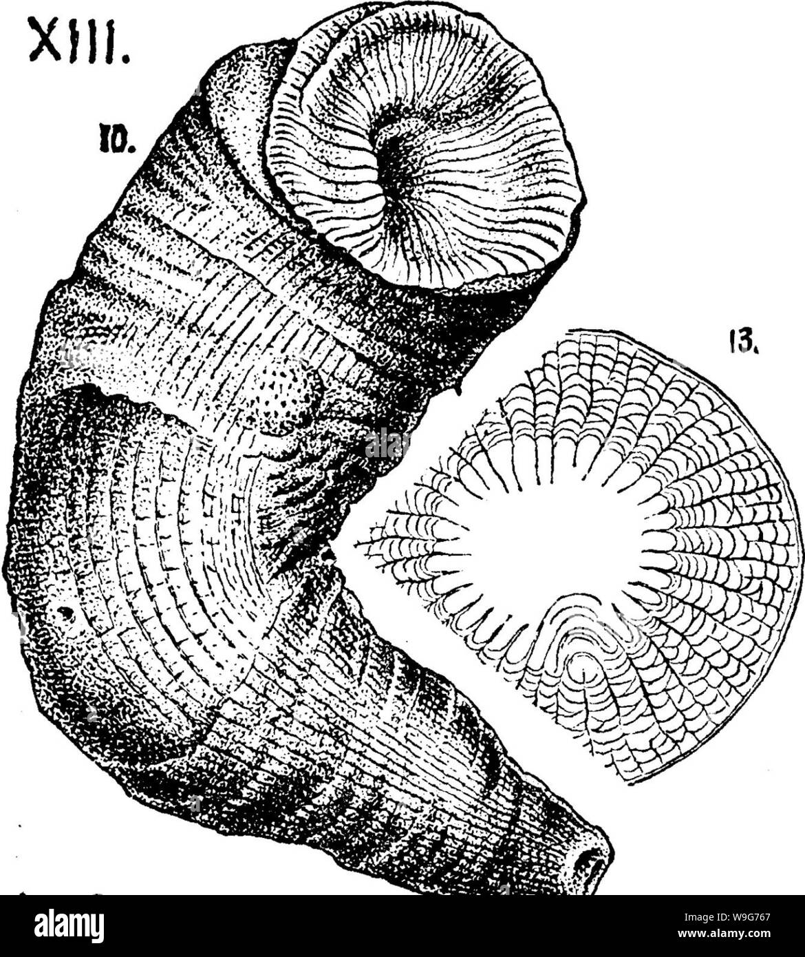 Immagine di archivio da pagina 128 di un dizionario dei fossili Foto Stock