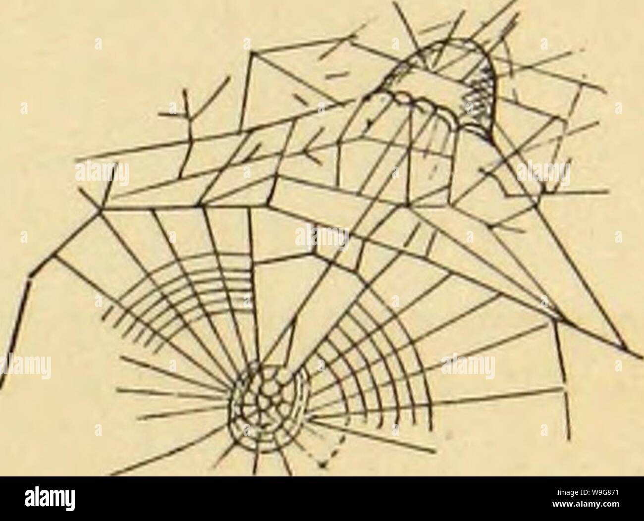 Immagine di archivio da pagina 138 della American ragni e loro la filatura. Ragni americani e il loro lavoro di filatura. Una storia naturale dell'orbweaving ragni degli Stati Uniti, con particolare riguardo alla loro industria e abitudini CUbiodiversity1121211-9742 Anno: 1889 ( Fio. 124. Fig. 126. Illiutrations dell'orientamento del trapline, e la larghezza del settore aperto. è il suo uso è appunto quella della trapline fig. m. Ben conformato in tenda wMch in piena orb rendendo ragni. In prossimità del punto dell'trapiine termina, attacco al mozzo si tratta di deltated, divergente in diverse linee che , sono Foto Stock