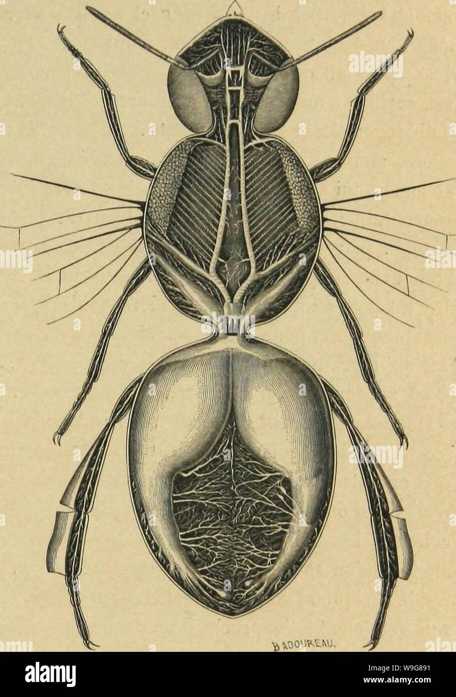 Immagine di archivio da pagina 138 di Métamorphoses moeurs et istinti des. MeÌtamorphoses mÅurs istinti et des insectes (insectes, myriapodes, arachnides, crustaceÌs) CUbiodiversity1118075 Anno: 1868 ( LES APPAREILS ET LES FUNZIONI A JJE NUTRIZIONE. 133 parù, les deux tuniques de la poche respiratoire se sont rapprochÃes, ont pris adhÃrence l'une à l'autre sur certuni APPAREIL RESPlIlATOlnE DK 1,'aBEII.le api (melUflca). Punti, mais non pas sur leur superficie entiÃ¨re; des rigoles così trouvent mÃnagÃes pour permettre l'introduzione du sang. L'activitÃde la respirazione of beaucoup chez les in Foto Stock