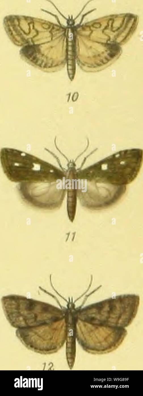 Immagine di archivio da pagina 138 della British pyralides compreso il pterophoridae. British pyralides compreso il pterophoridae CUbiodiversity1128026 Anno: 1886 ( 7. Endotnclia flaiTiTnealis. 8. EurrLypara urtioai.a. 9. Scopula alpmalxs Q. Scopula lubealis 11. Soopula ohvalis . 12. Scopula prunalis . Foto Stock