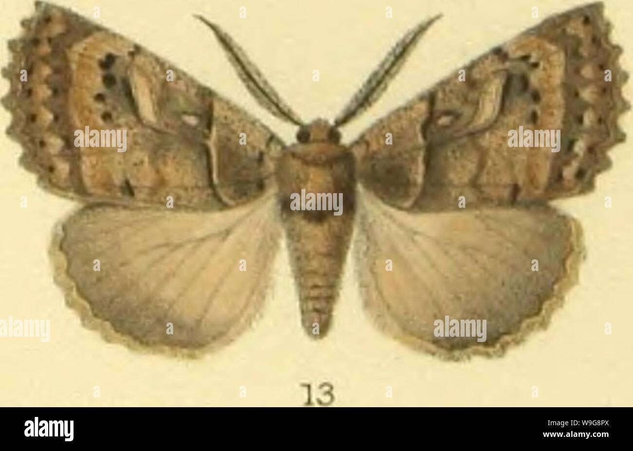 Immagine di archivio da pagina 142 di nota sur la faune des. Nota sur la faune des lépidoptères de Loja (équateur), descrizioni d'espèces nouvelles CUbiodiversity1127060 Anno: 1887 ( -; W.Purkissllh. 1,2 lytacroiriphalTa îojanensis. 3 Gasina perseoe . 4 Hydrias pompilus . 5 )) ocyroe . HanKart; imp 6 Hydrias victo-pïs . 11 Langsdopfia- inalma/ . 7 " globulus . 12 Hecatera/ f atuella- 8 BoroceraLt-) esbeban . 13 Prionoptera/ serraoïdes 9 Langsdo-pfia Tninima, 14,14a Narcoea atrax 10 Asphalia omroe Foto Stock