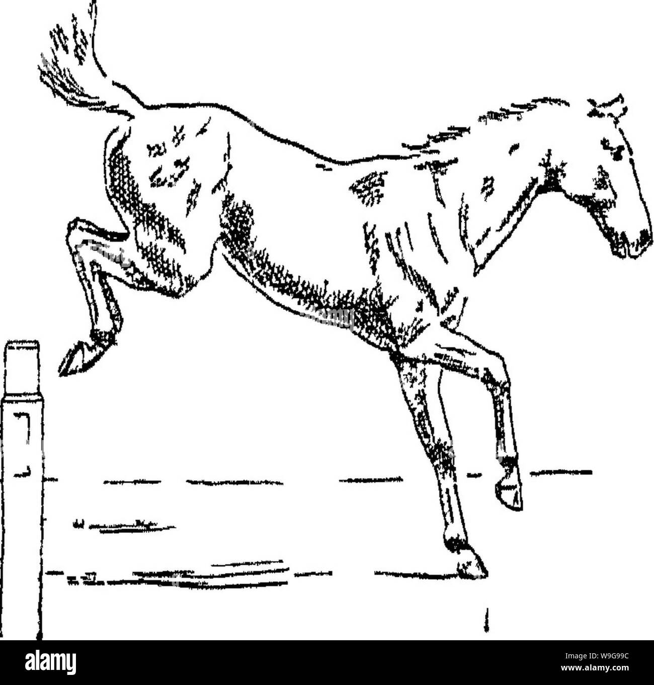 Immagine di archivio da pagina 147 di punti del cavallo; Foto Stock