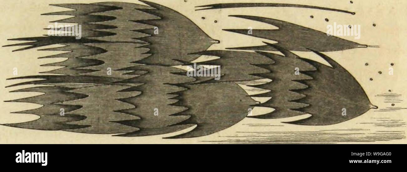 Immagine di archivio da pagina 162 di Métamorphoses moeurs et istinti des. MeÌtamorphoses mÅurs istinti et des insectes (insectes, myriapodes, arachnides, crustaceÌs) CUbiodiversity1118075 Anno: 1868 ( LlÃ®S LKPIDOPTÃlUiS. 157 osservatore sur les ailes des LÃpidoptÃ¨res commento la natura pro- cÃ¨de versare o])tcuir sans duretÃles plus vives opposizioni de colouris ! L'ORTION TRÃS-CROSSIE DK L'AILE ANTKBIEURE DL' GHANU PAON-UE-.NUIT [Altacus Pavonia-major) inoniraiit le mode d'implanlation des licaillcs. Una la vue semplice, les Ãcailles des LÃpidoptÃ¨res sont de la pous- siÃ¨re, la poussiÃ¨re s'attachan Foto Stock