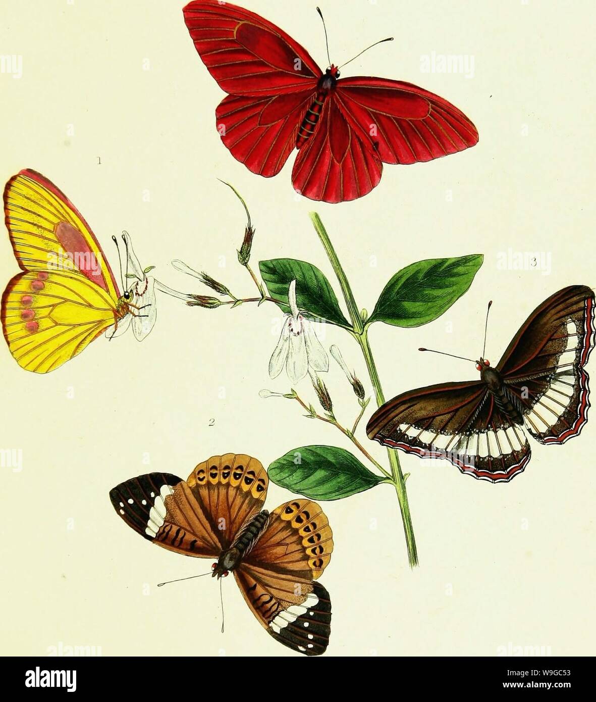 Immagine di archivio da pagina 176 di storia naturale degli insetti. Storia naturale degli insetti dell India, contenente verso l'alto di duecento e venti le figure e le descrizioni CUbiodiversity1121838 Anno: 1842 ( PL. ZXJi IO HO / yy/i/j g 1/Px o r7/?X/7/2(?-ho SJ '  di y //£ , 3. mm, Foto Stock