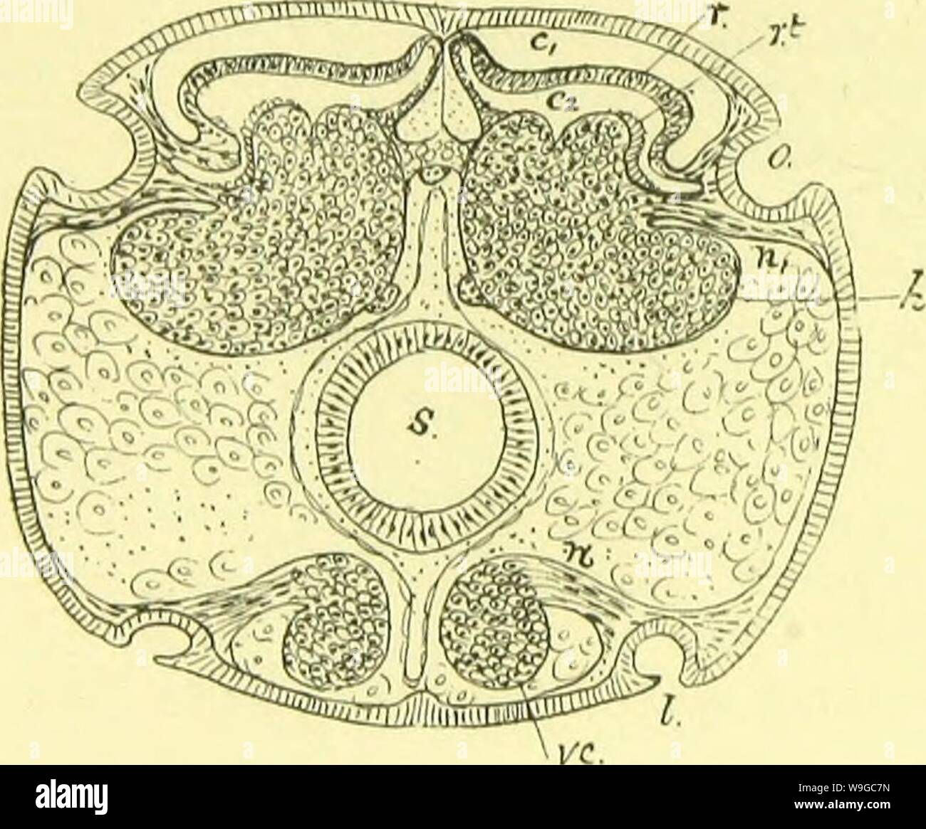 Immagine di archivio da pagina 177 di anatomia, fisiologia, morfologia e. L'anatomia, la fisiologia e la morfologia e sviluppo del blow-fly (Calliphora erythrocephala.) uno studio di anatomia comparata e la morfologia degli insetti; con piastre e le illustrazioni eseguita direttamente dai disegni dell'autore; CUbiodiversity4765349-9875 Anno: 1890 ( 490 il sistema nervoso. continuità della struttura in questione con la strato di mantello li rende al massimo grado di improbabili. Nel mio pre- parations la continuità di questo strato con le cellule gangliari del ganglio piramidale su uno han Foto Stock