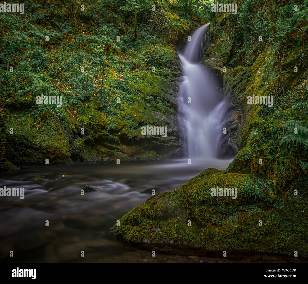 Cascata circondano da moss Dolgoch cade, il Galles Foto Stock