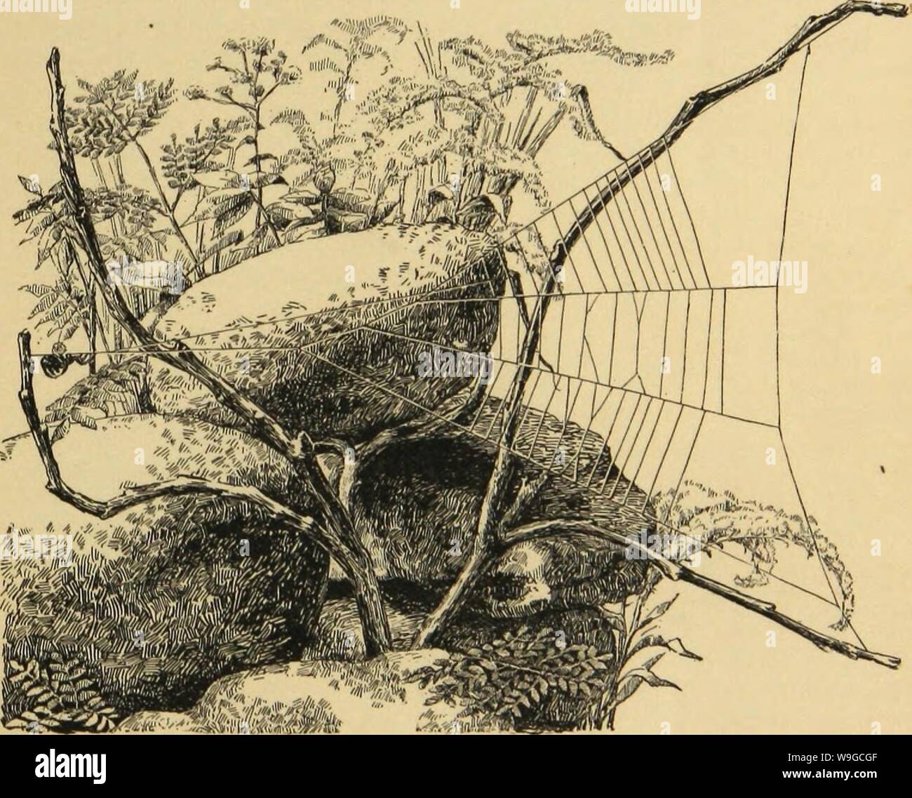 Immagine di archivio da pagina 180 della American ragni e loro la filatura. Ragni americani e il loro lavoro di filatura. Una storia naturale dell'orbweaving ragni degli Stati Uniti, con particolare riguardo alla loro industria e abitudini CUbiodiversity1121211-9742 Anno: 1889 ( il triangolo SPIDER : IL SETTORE ORB. 181 trovarono abbondante tra i pini di montagna della Pennsylvania centrale, come pure tra la piana, Sandy, pine barrens del New Jersey e nel sito ' oliveti in riva al mare a Ipswich Bay, Massachusetts. Ma ho visto frequentemente in altre posizioni, tra arbusti e alberi sempreverdi sui prati Foto Stock