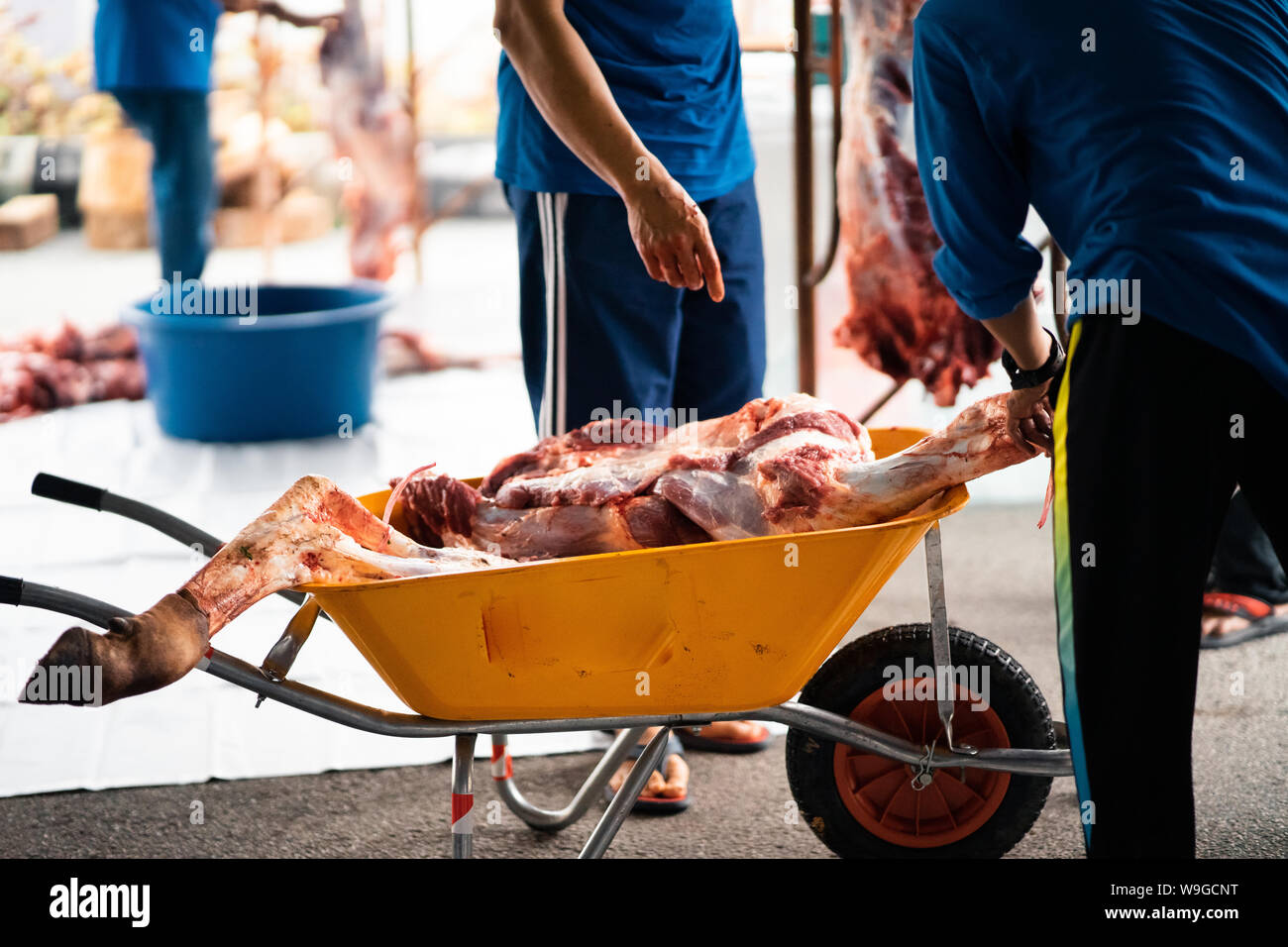 Carne cruda di macellazione di animali effettuata su uno al terzo giorno di Hari Raya Aidil Adha in Malaysia. Carne trasportati utilizzando la ruota pulito barrow durante Foto Stock