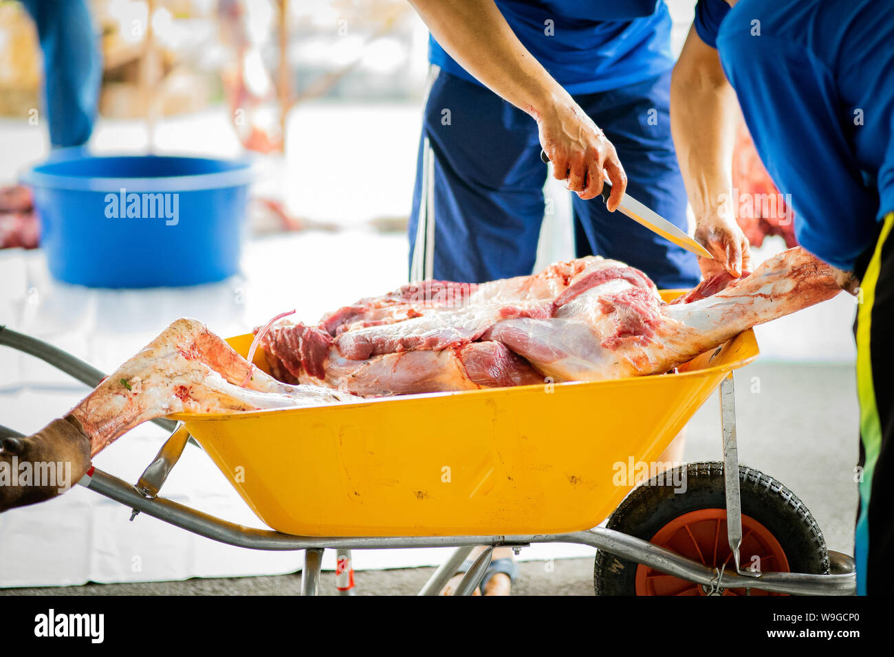 Carne cruda di macellazione di animali effettuata su uno al terzo giorno di Hari Raya Aidil Adha in Malaysia. Carne trasportati utilizzando la ruota pulito barrow durante Foto Stock