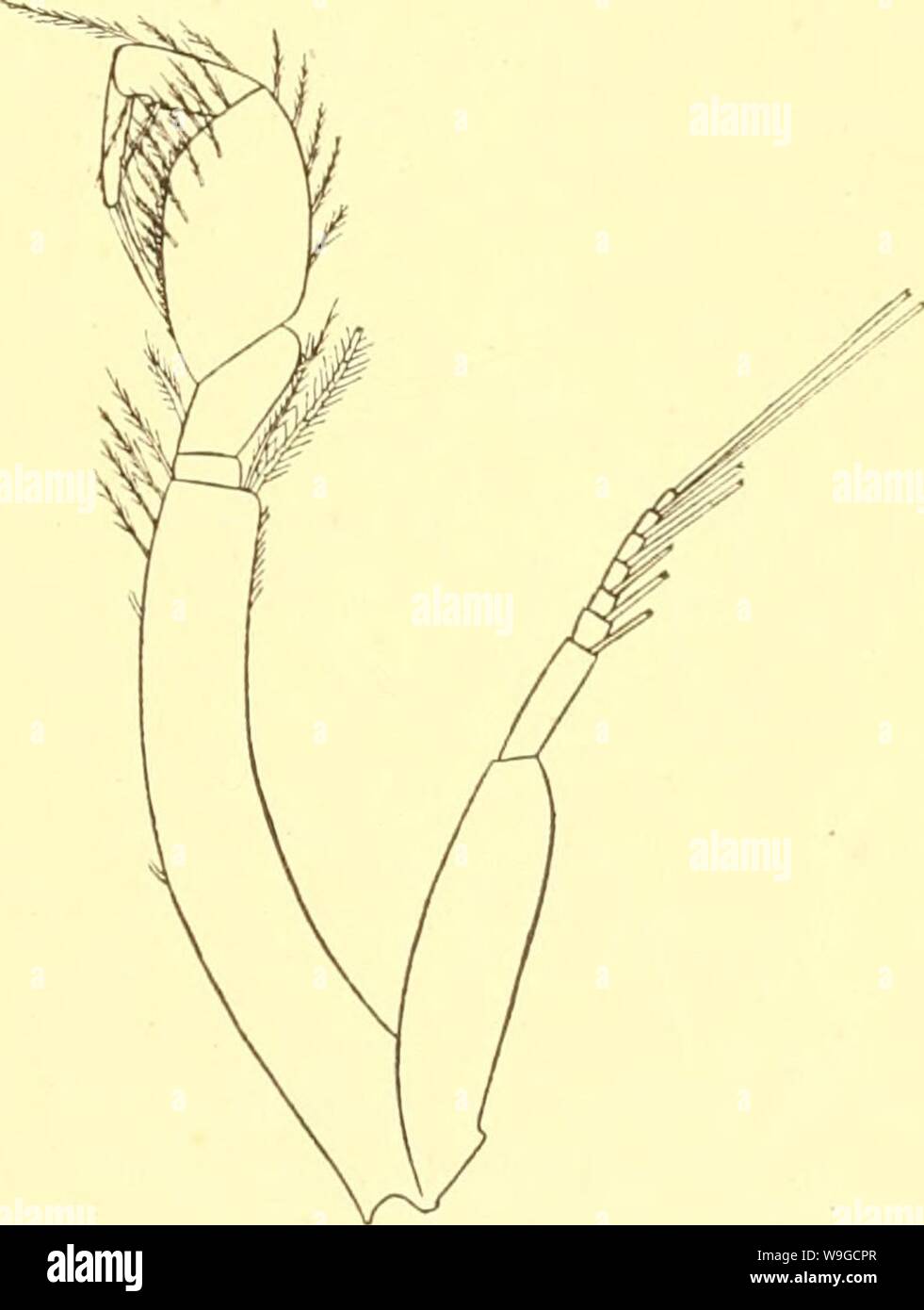 Immagine di archivio da pagina 182 di Cumacea (Sympoda) (1913). Cumacea (Sympoda) cumaceasympoda00steb Anno: 1913 ( Cumacea: 20. Lampropidae, 3. Platytyphlops, 4. Bathylamprops, 21. Dicidae ir)i) hanno larghezza del carapace di poco inferiore alla lunghezza, con minuto denti lungo da eyelobe per oltre la metà, con nessuna coppia di creste a posteriori; telson solo un po' di più di 6 segmenti pleon; antenna 1 con principale tlagellum 6- o 7-raccordata, accessorio 4 con giunture di testa; antenna 2 Q come in P. peringueyi, ma 'S joint senza dente, 4 più di due volte come lungo come 3; peraeopods come in P. jenngveyi; endopod o Foto Stock Immagine di archivio da pagina 182 di Cumacea (Sympoda) (1913). Cumacea (Sympoda) cumaceasympoda00steb Anno: 1913 ( Cumacea: 20. Lampropidae, 3. Platytyphlops, 4. Bathylamprops, 21. Dicidae ir)i) hanno larghezza del carapace di poco inferiore alla lunghezza, con minuto denti lungo da eyelobe per oltre la metà, con nessuna coppia di creste a posteriori; telson solo un po' di più di 6 segmenti pleon; antenna 1 con principale tlagellum 6- o 7-raccordata, accessorio 4 con giunture di testa; antenna 2 Q come in P. peringueyi, ma 'S joint senza dente, 4 più di due volte come lungo come 3; peraeopods come in P. jenngveyi; endopod o Foto Stock