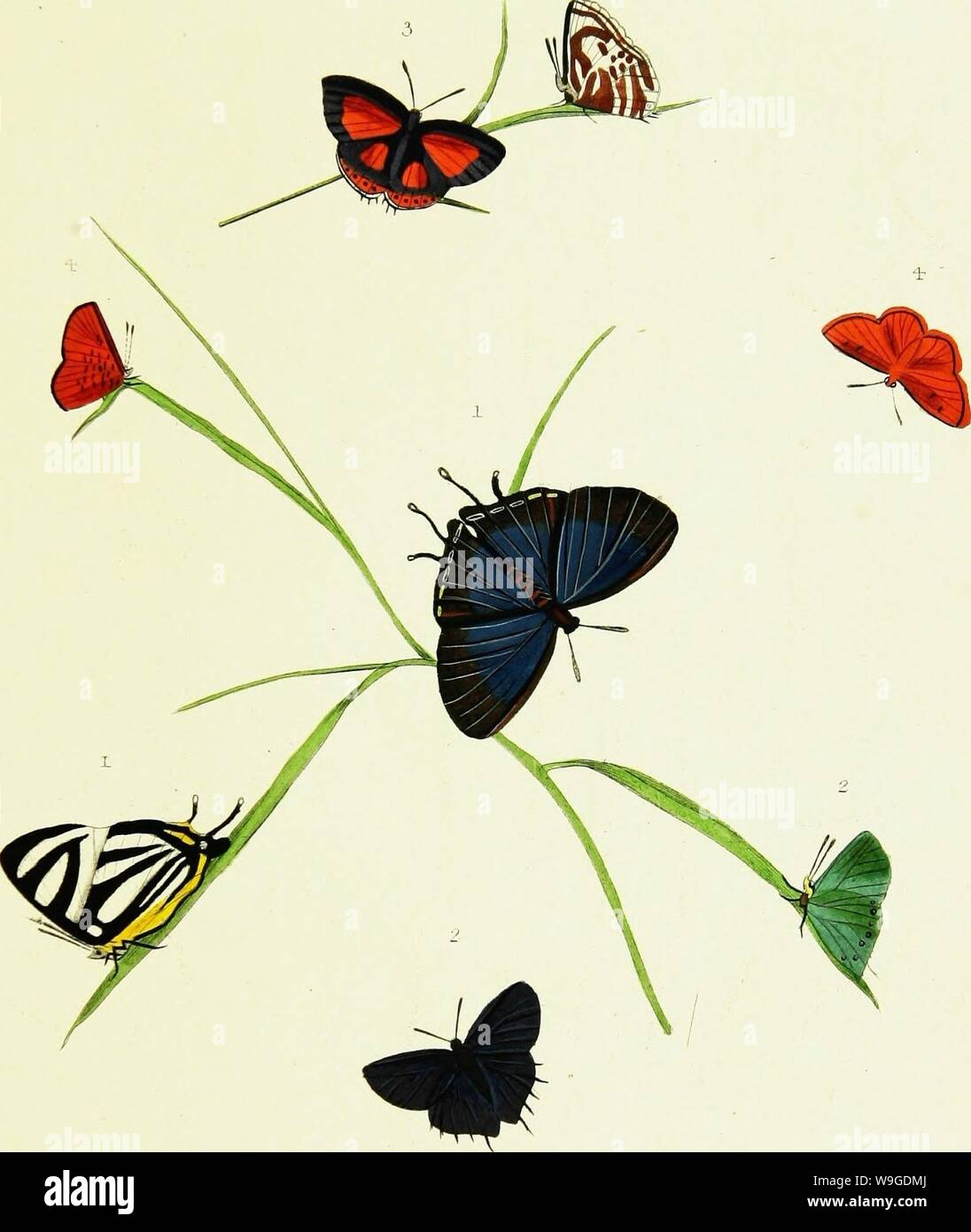 Immagine di archivio da pagina 190 di storia naturale degli insetti. Storia naturale degli insetti dell India, contenente verso l'alto di duecento e venti le figure e le descrizioni CUbiodiversity1121838 Anno: 1842 ( V L X. v &gt; 7$sr&"hfc/r 2. -Y/ j-y7f&GT;/R/7 J - '//. E'//aasraj. 7 â ' y f-'Y ///"//&GT; X7/7Y//J R / //VV/.j . 6 â / Foto Stock