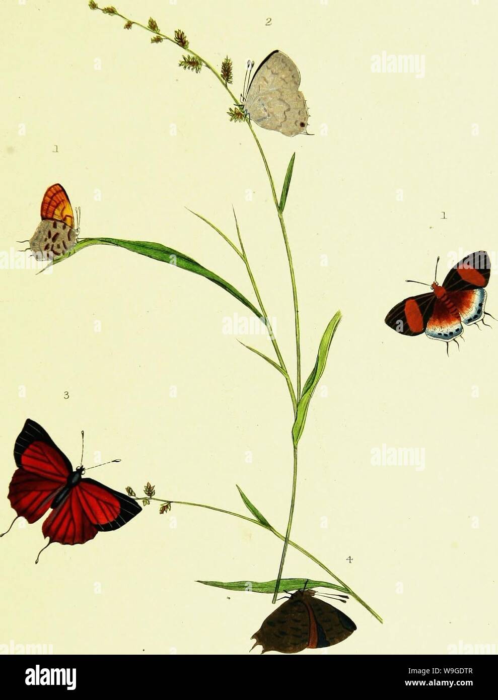 Immagine di archivio da pagina 192 di storia naturale degli insetti. Storia naturale degli insetti dell India, contenente verso l'alto di duecento e venti le figure e le descrizioni CUbiodiversity1121838 Anno: 1842 ( PL XL /?". Z&yui -./ /J///J // / r / // / J. GsweC'UFR ///"7 vV,/ }//?&lt;y/(7 Y/M/ej Foto Stock