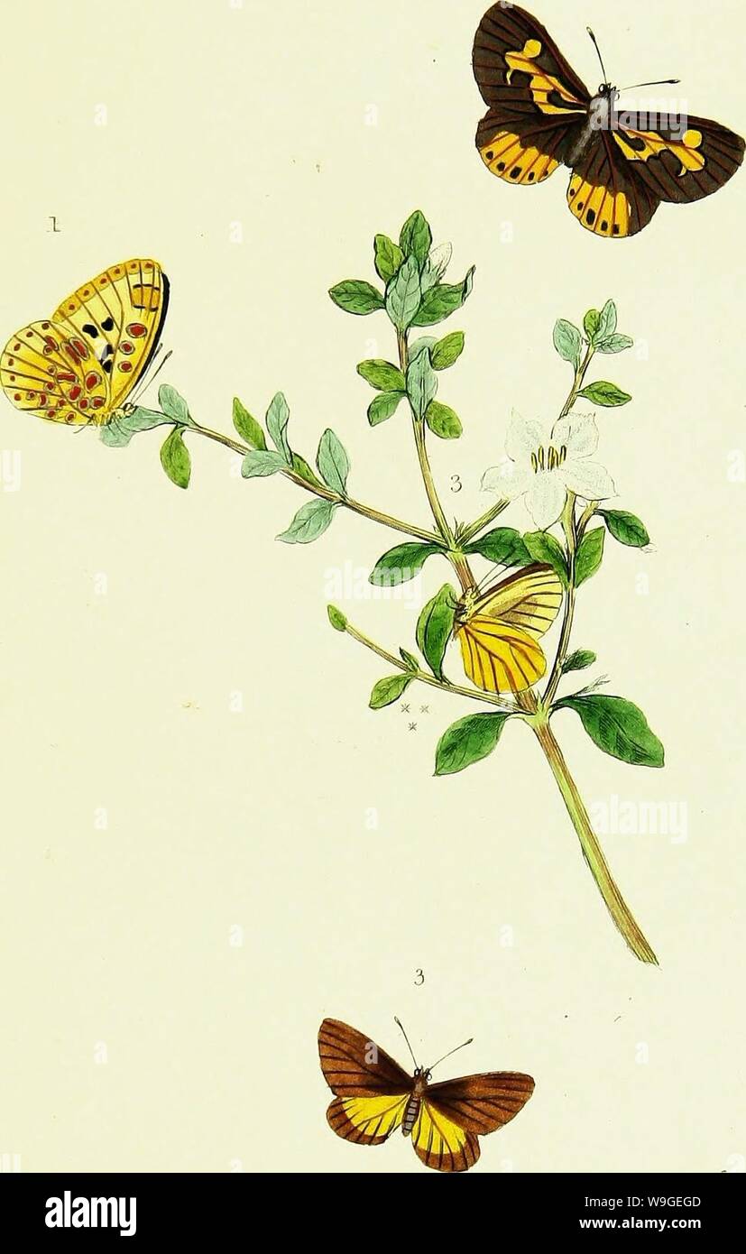 Immagine di archivio da pagina 200 di storia naturale degli insetti. Storia naturale degli insetti dell India, contenente verso l'alto di duecento e venti le figure e le descrizioni CUbiodiversity1121838 Anno: 1842 ( PL. 2 ;'fe f&LT;.  / C HmczM- ' s///-'////yu//J. "Â ' c y grido a '/'/Y&LT; " ///////// Foto Stock
