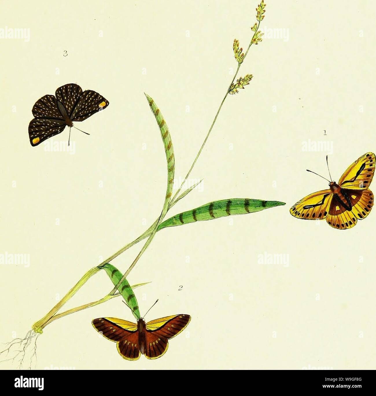 Immagine di archivio da pagina 208 di storia naturale degli insetti. Storia naturale degli insetti dell India, contenente verso l'alto di duecento e venti le figure e le descrizioni CUbiodiversity1121838 Anno: 1842 ( J? FituctTza, ? &Lt;&&&/;///, / ./.., /y i6 -grasso. r yitr/f/zj Foto Stock
