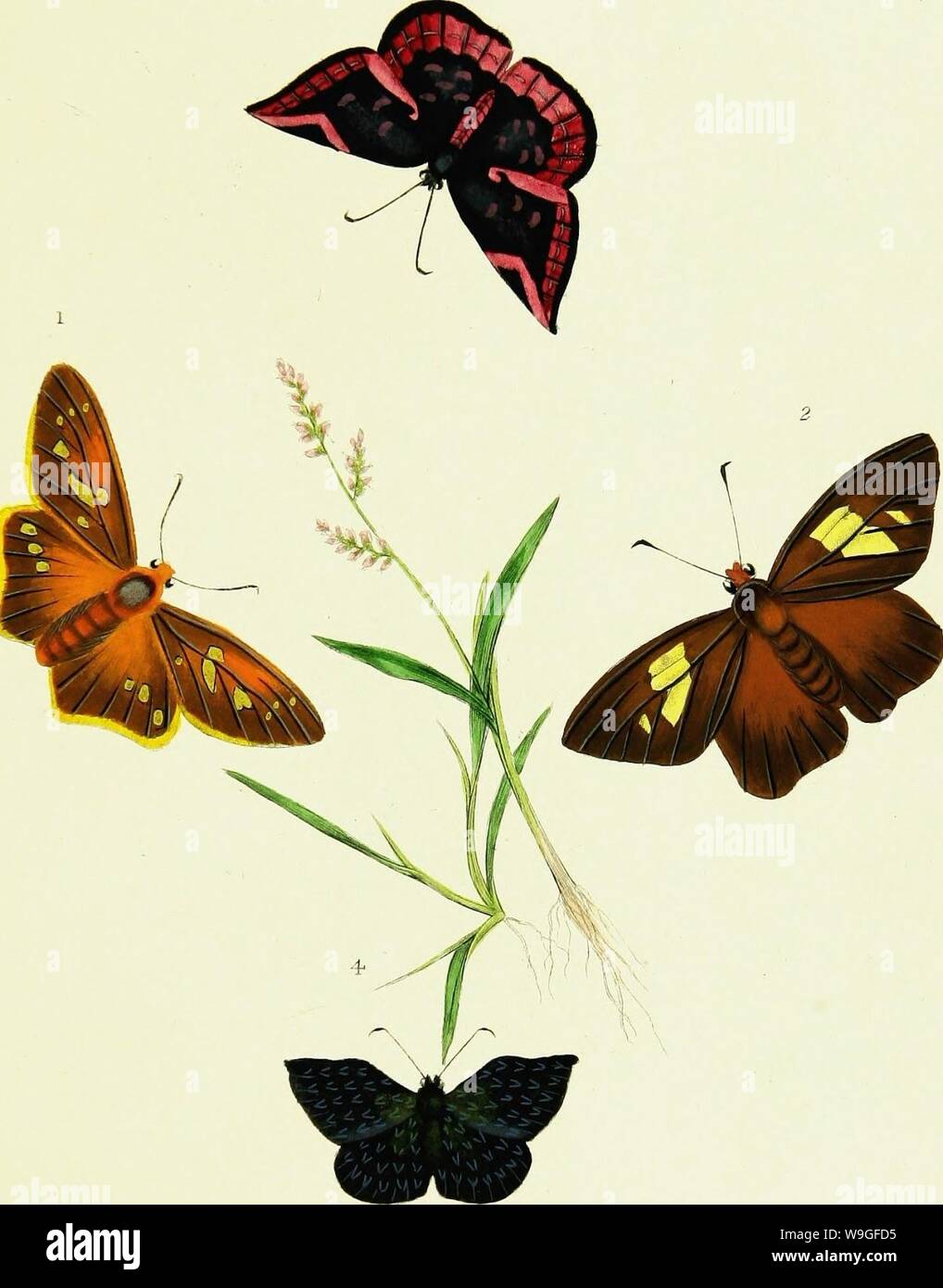 Immagine di archivio da pagina 210 di storia naturale degli insetti. Storia naturale degli insetti dell India, contenente verso l'alto di duecento e venti le figure e le descrizioni CUbiodiversity1121838 Anno: 1842 ( I':. X£i : 7/ ' / /£ yterzasl. //R//////.i £ / ?z, Jrtraa. V/v'VZy /&LT; V// Foto Stock