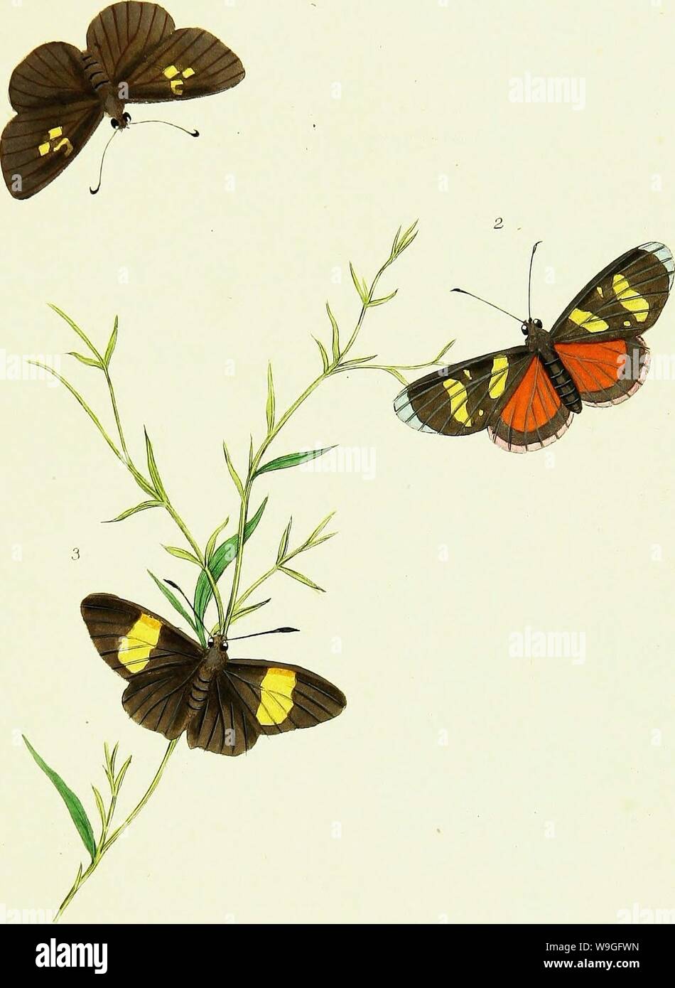 Immagine di archivio da pagina 216 di storia naturale degli insetti. Storia naturale degli insetti dell India, contenente verso l'alto di duecento e venti le figure e le descrizioni CUbiodiversity1121838 Anno: 1842 ( V. cj tt&fefaas Ljrt '//â â ¢/. 2. Q_ ysMzJucJ!-//-/,_ 1. J. tSHZ&fc , //,./ Foto Stock
