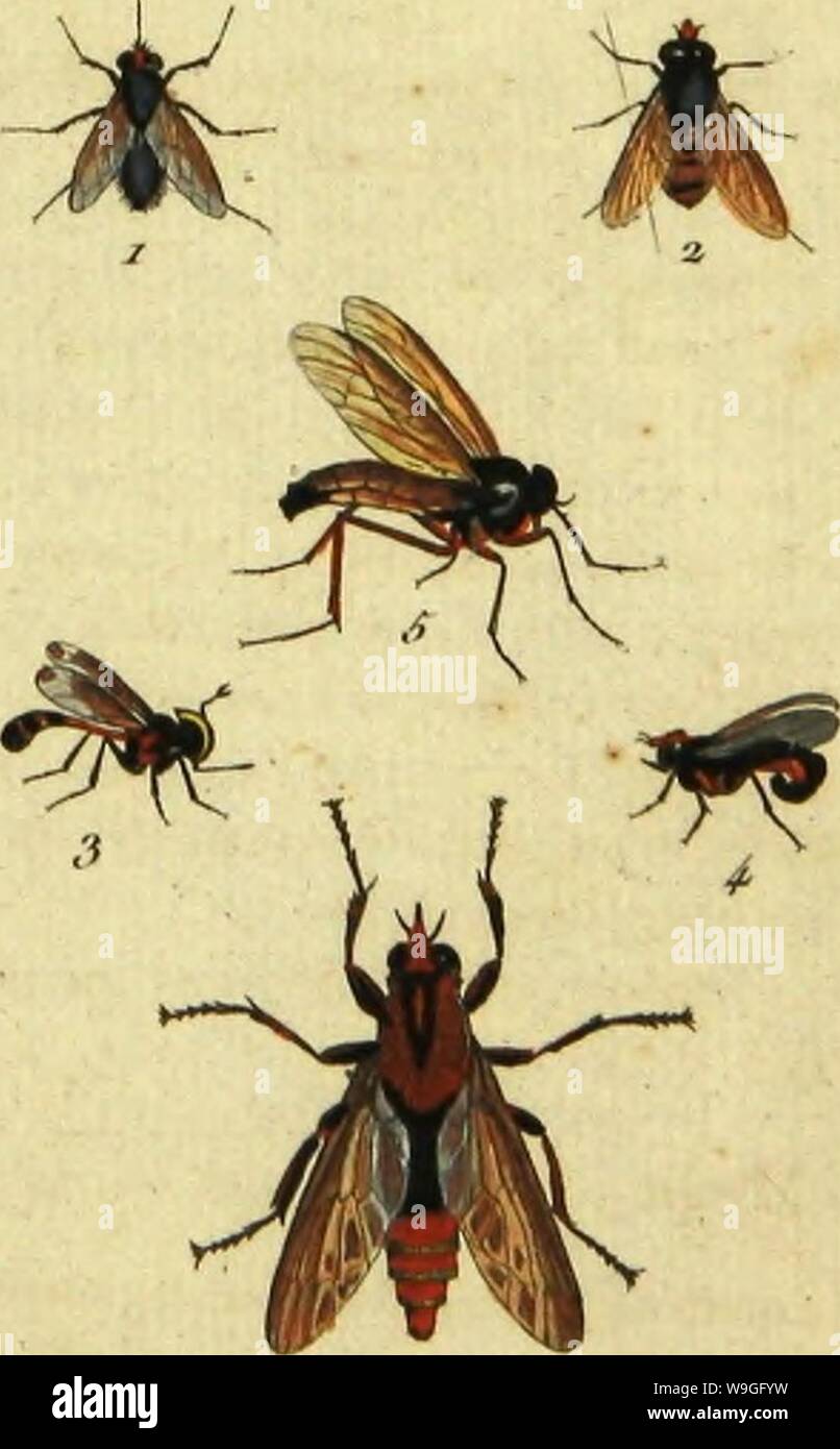 Immagine di archivio da pagina 218 della Histoire Naturelle des insectes, composée. Histoire Naturelle des insectes, composeÌe d'apreÌs ReÌamur, Geoffroy, DegeÌer, Roesel, LinneÌ, Fabricius, et les meilleur ouvrages qui ont parù sur cette partie; reÌdigeÌe suivant la meÌthode d'Olivier, et orneÌe de figure dessineÌes d'apreÌs natura CUbiodiversity1120311-9792 Anno: 1828 ( /nrecfe<r. PLio3. )L.,ra/,.,Â"./ ,M. / ?7:ir,ia j;-u//i. Stojiiox Â"ibCT-ite . 4.Mvoj>.fevnLgniCTOc. Klnug lier . .î. nling. l.eVnsÂ"". Coiiojis j'iiti|>l-ac . ≪; . Asilp ii-eloiv. Foto Stock Immagine di archivio da pagina 218 della Histoire Naturelle des insectes, composée. Histoire Naturelle des insectes, composeÌe d'apreÌs ReÌamur, Geoffroy, DegeÌer, Roesel, LinneÌ, Fabricius, et les meilleur ouvrages qui ont parù sur cette partie; reÌdigeÌe suivant la meÌthode d'Olivier, et orneÌe de figure dessineÌes d'apreÌs natura CUbiodiversity1120311-9792 Anno: 1828 ( /nrecfe<r. PLio3. )L.,ra/,.,Â"./ ,M. / ?7:ir,ia j;-u//i. Stojiiox Â"ibCT-ite . 4.Mvoj>.fevnLgniCTOc. Klnug lier . .î. nling. l.eVnsÂ"". Coiiojis j'iiti|>l-ac . ≪; . Asilp ii-eloiv. Foto Stock