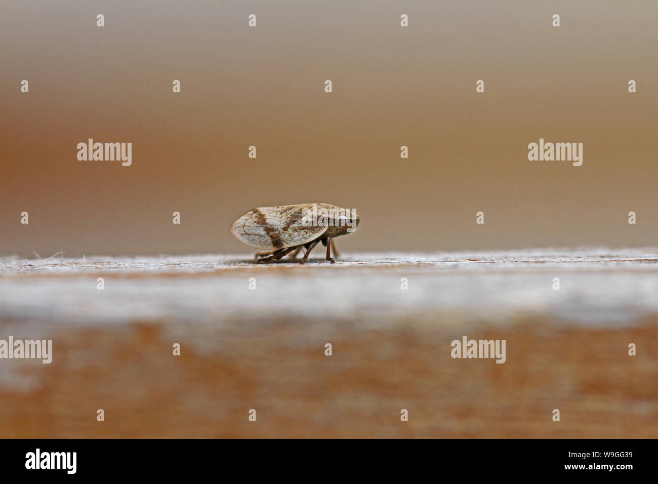 Prato per adulti o froghopper spittlebug nome latino philaenus spumarius grave peste di oliva per xylella fastidosa malattia su una superficie in legno in Italia Foto Stock