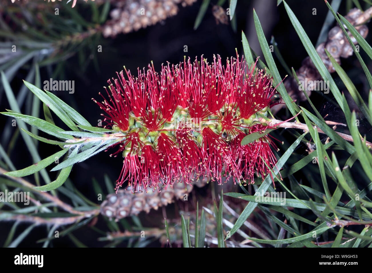 Close-up di fiori di spike di Melaleuca rugulosa- Scarlet scovolino da bottiglia - Famiglia Myrtaceae Foto Stock