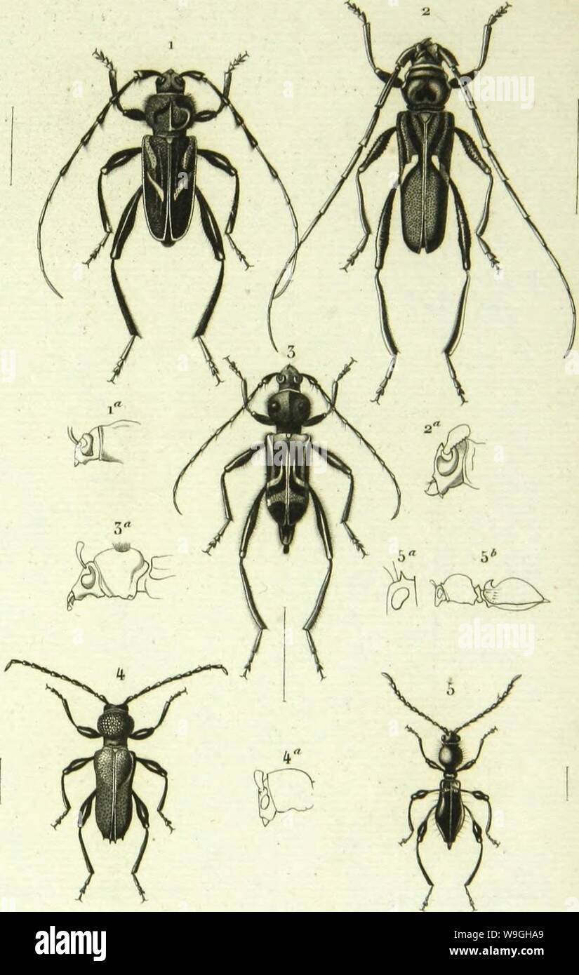Immagine di archivio da pagina 234 della Histoire Naturelle des insectes . Histoire Naturelle des insectes : generi des coleopteres, ou esporre methodique et critique de tous les genres propone jusqu'ici dans cet ordre d'insetti CUbiodiversity1128056-9876 Anno: 1854 ( ( 'oicopfèriF. PI. 92, n. 1 "lypluxcsis Mmlouvi./!a.v, ; Cv.livs dioplilainms./)i,v. 2 Comp.souKfn rL-jamw-ima. /{//. 4, Kpi|),-,loCei-cr,i,-i.Hil,i./'ar Clvlcllus IIK-Ilioroidc". ";Ir/li. Foto Stock Immagine di archivio da pagina 234 della Histoire Naturelle des insectes . Histoire Naturelle des insectes : generi des coleopteres, ou esporre methodique et critique de tous les genres propone jusqu'ici dans cet ordre d'insetti CUbiodiversity1128056-9876 Anno: 1854 ( ( 'oicopfèriF. PI. 92, n. 1 "lypluxcsis Mmlouvi./!a.v, ; Cv.livs dioplilainms./)i,v. 2 Comp.souKfn rL-jamw-ima. /{//. 4, Kpi|),-,loCei-cr,i,-i.Hil,i./'ar Clvlcllus IIK-Ilioroidc". ";Ir/li. Foto Stock