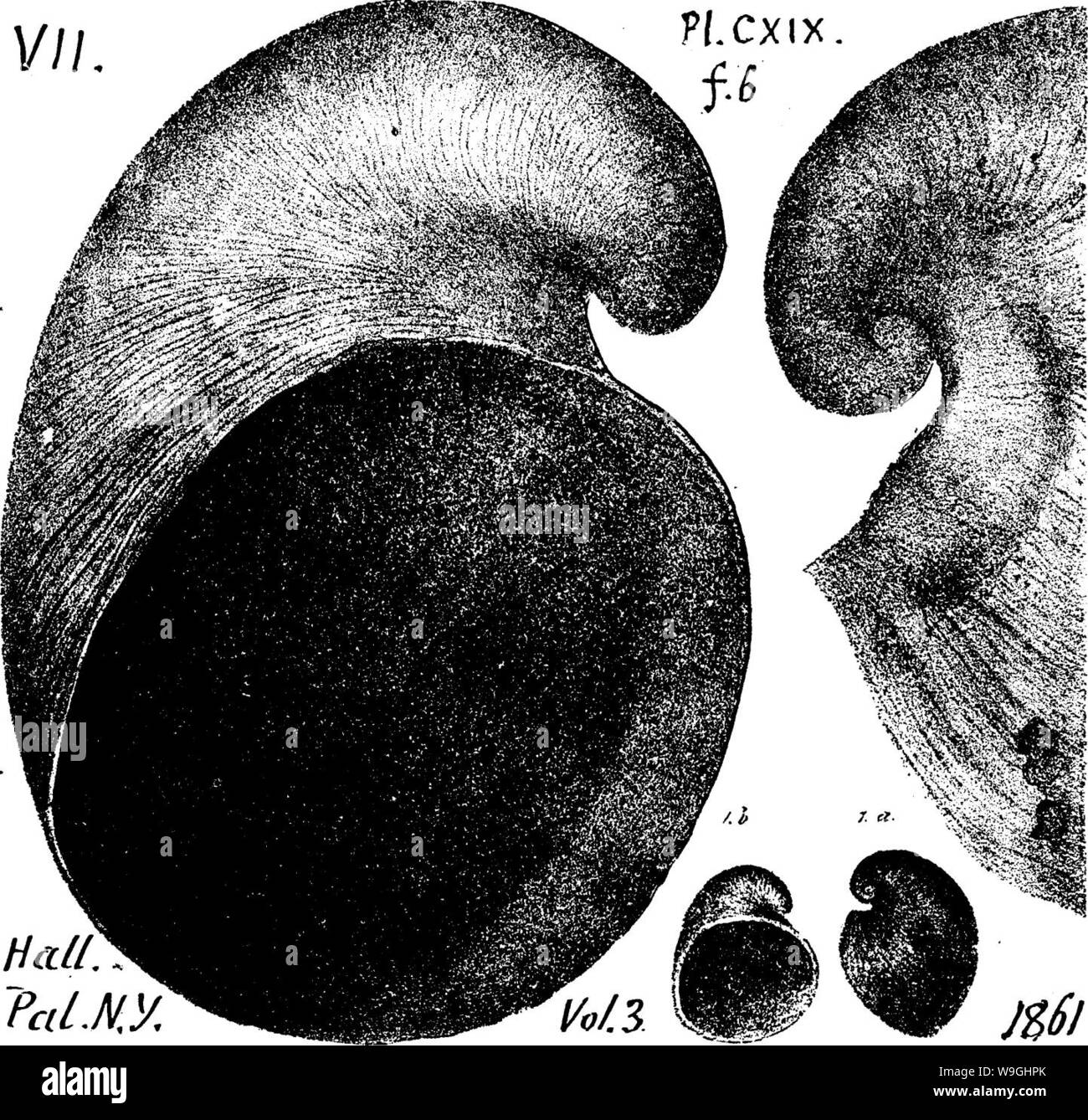 Immagine di archivio da pagina 239 di un dizionario dei fossili Foto Stock