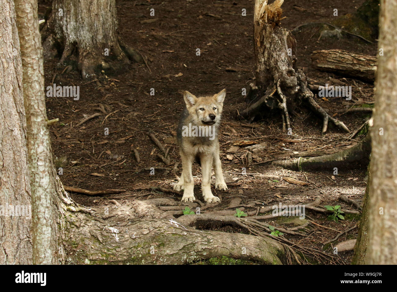 Legname i cuccioli lupo Foto Stock