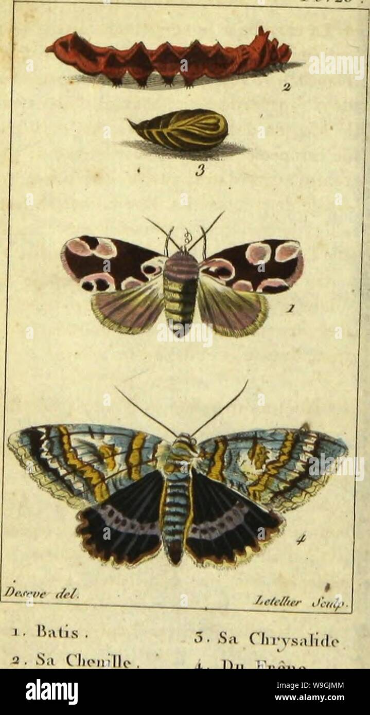 Immagine di archivio da pagina 253 della Histoire Naturelle des insectes, composée. Histoire Naturelle des insectes, composeÌe d'apreÌs ReÌamur, Geoffroy, DegeÌer, Roesel, LinneÌ, Fabricius, et les meilleur ouvrages qui ont parù sur cette partie; reÌdigeÌe suivant la meÌthode d'Olivier, et orneÌe de figure dessineÌes d'apreÌs natura CUbiodiversity1120311-9774 Anno: 1828 ( tn&lt;reclc&lt;r, PI. -20 5. Sa Chrysalide + â Du KrÃ¨rio. Foto Stock